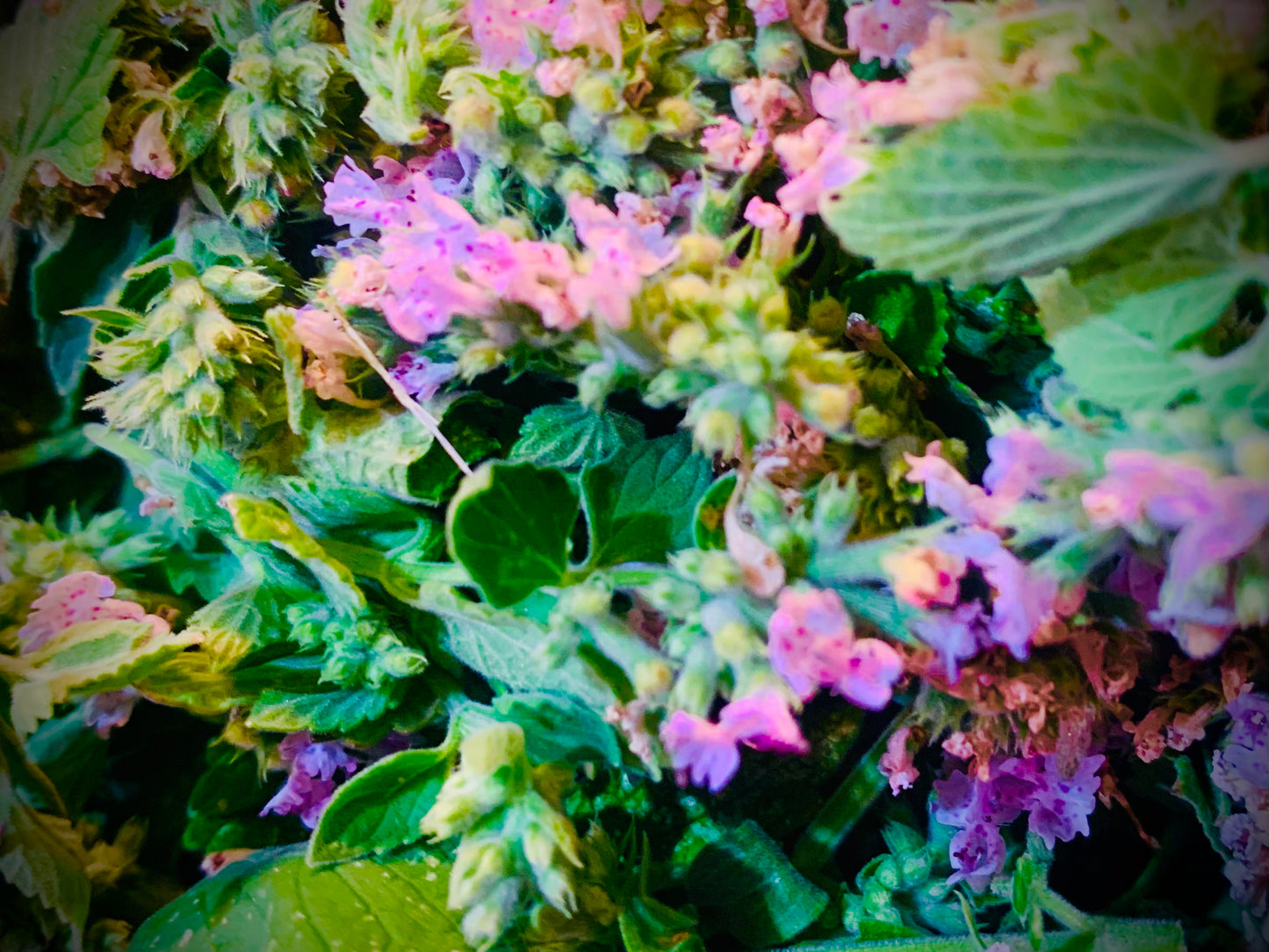 Purrfect Buds Dried Catnip