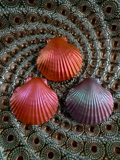 Seashell Soap
